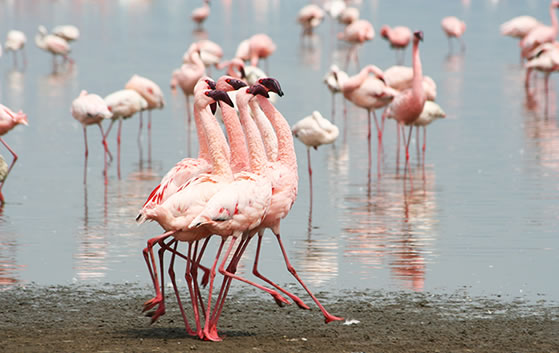 1-Day Amboseli Safari from Nairobi 